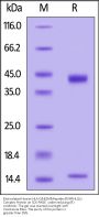 Biotinylated Human HLA-G&B2M&Peptide (RIIPRHLQL) Complex Protein (Monomer, MALS verified)