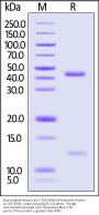 Biotinylated Human HLA-C*03:03&B2M Monomer Protein (Peptide free, MALS verified)