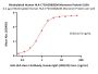 Biotinylated Human HLA-C*03:03&B2M Monomer Protein (Peptide free, MALS verified)