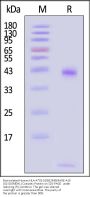 Biotinylated Human HLA-A*02:01&B2M&MAGE-A10 (GLYDGMEHL) Complex Protein (Monomer, MALS verified)