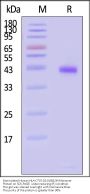 Biotinylated Human HLA-C*07:02:01&B2M Monomer Protein (Peptide free, MALS verified)