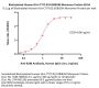 Biotinylated Human HLA-C*07:02:01&B2M Monomer Protein (Peptide free, MALS verified)