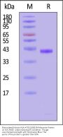 Biotinylated Human HLA-A*02:01&B2M Monomer Protein (Peptide free, MALS verified)