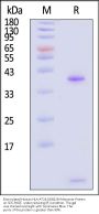 Biotinylated Human HLA-A*24:02&B2M Monomer Protein (Peptide free, MALS verified)