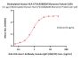 Biotinylated Human HLA-A*24:02&B2M Monomer Protein (Peptide free, MALS verified)