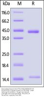 Biotinylated Human HLA-A*02:01&B2M&MAGE-A4 (KVLEHVVRV) Complex Protein (Monomer, MALS verified)