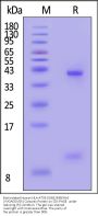 Biotinylated Human HLA-A*03:01&B2M&KRAS (VVGAGGVGK) Complex Protein (Monomer, MALS verified)