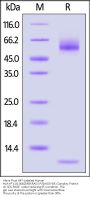 Alexa Fluor™ 647-Labeled Human HLA-A*11:01&B2M&KRAS (VVGAGGVGK) Complex Protein (Monomer)
