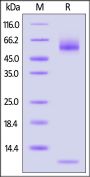 Alexa Fluor™ 647-Labeled Human HLA-A*11:01&B2M&KRAS (VVGAGGVGK) Complex Protein (Monomer)