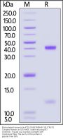 Biotinylated Human HLA-A*02:01&B2M&HBV (FLLTRILTI) Complex Protein (Monomer, MALS verified)