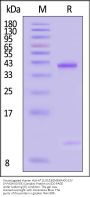 Unconjugated Human HLA-A*11:01&B2M&KRASG12V (VVVGAVGVGK) Complex Protein (Monomer, MALS verified)