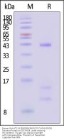 Human HLA-A*11:01&B2M&KRASG12V (VVGAVGVGK) Tetramer Protein