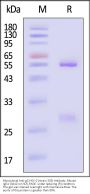 Monoclonal Anti-gC-HSV-2 (strain 333) Antibody, Mouse IgG1 (3A12) (MALS verified)