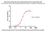 Monoclonal Anti-gC-HSV-2 (strain 333) Antibody, Mouse IgG1 (3A12) (MALS verified)