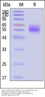 Human HVEM / TNFRSF14 Protein, Mouse IgG2a Fc Tag (MALS verified)