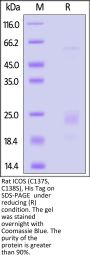 Rat ICOS / CD278 (C137S, C138S) Protein, His Tag
