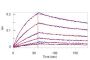 Human IFN-alpha 1 Protein, Fc Tag (MALS verified)