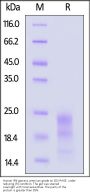 Human IFN-gamma / IFNG Protein, premium grade