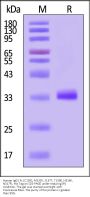 Human IgG1 Fc (C103S, M135Y, S137T, T139E, H316K, N317F) Protein, His Tag