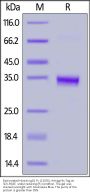 Biotinylated Human IgG1 Fc (C103S) Protein, Avitag™,His Tag (HPLC verified)