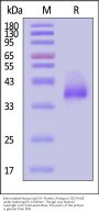 Biotinylated Human IgG3 Fc Protein, Avitag™ (MALS verified)