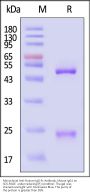 Monoclonal Anti-Human-IgG-Fc Antibody,Mouse IgG1 (6F11C8) (MALS verified)