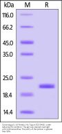 Cynomolgus IL-10 Protein, His Tag