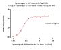 Cynomolgus IL-10 Protein, His Tag