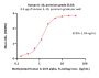 Human IL-10 Protein, premium grade