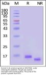 Human IL-10 Protein, premium grade