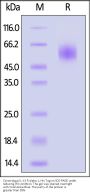 Cynomolgus IL-13 R alpha 1 Protein, His Tag