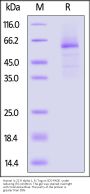 Human IL-22 R alpha 1 Protein, Fc Tag