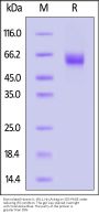 Biotinylated Human IL-1RL1 / ST2 Protein, His,Avitag™ (MALS verified)