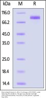 Biotinylated Human IL-1RL1 / ST2 Protein, Fc,Avitag™ (MALS verified)