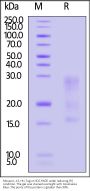 Mouse IL-13 Protein, His Tag