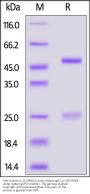 Anti-Human IL-15 (9B5G1) mAb, Mouse IgG1