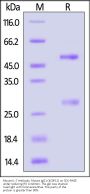 Mouse IL-7 Antibody, Mouse IgG1 (4C9F12) (HPLC verified)