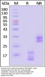 Human IL-17A / CTLA-8 Protein, premium grade