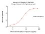 Mouse IL-15 R alpha / CD215 Protein, Fc Tag