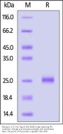 Mouse IL-17C Protein, His Tag