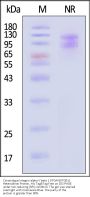 Cynomolgus Integrin alpha V beta 1 (ITGAV&ITGB1) Heterodimer Protein, His Tag&Tag Free
