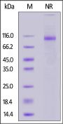 Biotinylated Human Integrin isoform alpha-7X2B beta 1 (ITGA7X2B&ITGB1) Heterodimer Protein, Avitag™&His,Avitag™
