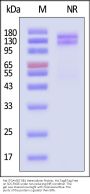 Rat Integrin alpha V beta 1 (ITGAV&ITGB1) Heterodimer Protein, His Tag&Tag Free