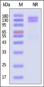 Rat Integrin alpha V beta 1 (ITGAV&ITGB1) Heterodimer Protein, His Tag&Tag Free