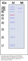 Cynomolgus Integrin alpha V beta 3 (ITGAV&ITGB3) Heterodimer Protein, His Tag&Tag Free