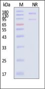 Cynomolgus Integrin alpha V beta 3 (ITGAV&ITGB3) Heterodimer Protein, His Tag&Tag Free