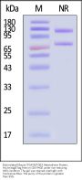 Biotinylated Mouse Integrin alpha V beta 3 (ITGAV&ITGB3) Heterodimer Protein, His,Avitag™&Tag Free (MALS verified)