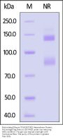 Biotinylated Mouse Integrin alpha V beta 5 (ITGAV&ITGB5) Heterodimer Protein, His,Avitag™&Tag Free