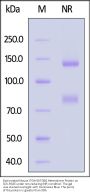 Biotinylated Mouse Integrin alpha V beta 8 (ITGAV&ITGB8) Heterodimer Protein, His,Avitag™&Tag Free (MALS verified)