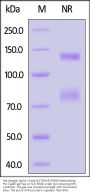 Rat Integrin alpha V beta 8 (ITGAV&ITGB8) Heterodimer Protein, His Tag&Tag Free (MALS verified)